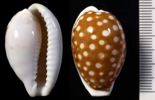 ロットネストカノコダカラ Cypraea cribraria exmouthensis f. rottnestensis small