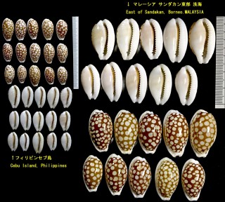 ナガカノコダカラ Cribrarula cribraria cribraria zadela small