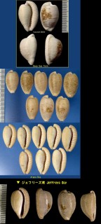 ケープダカラ Cypraea capensis small