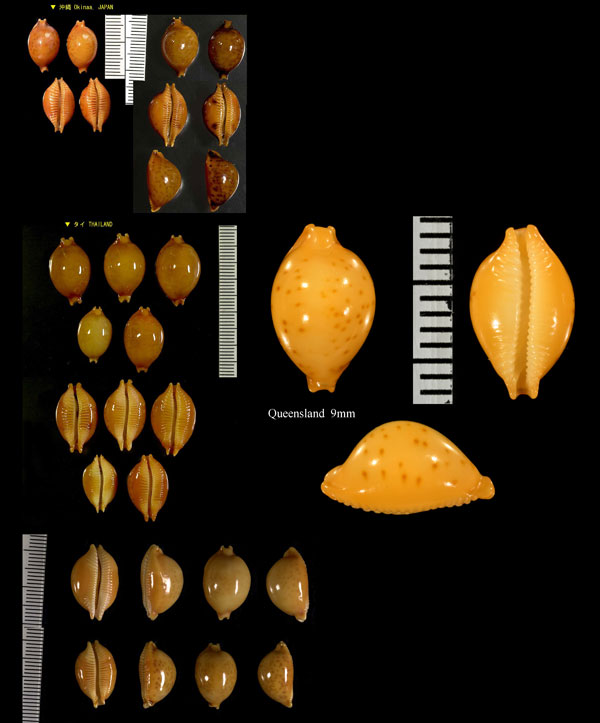 メノウチドリダカラ Pustularia globulus globulus small