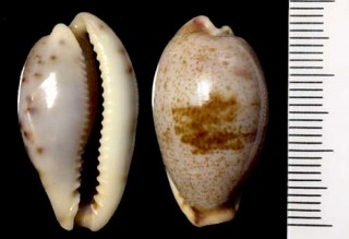 フェルナンドダカラ Cypraea fernandoi small