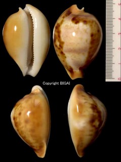 カレドニアテラマチダカラ Nesiocypraea teramachii caledonica small