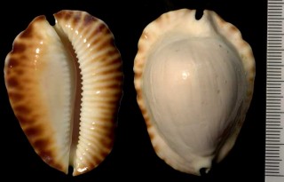 ケティヘルメットダカラ Zoila marginata ketyana small