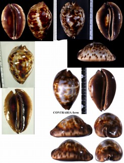 コガタケイトダカラ Zoila jeaniana sherylae small