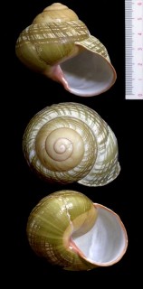 カゴメゴシキマイマイ Helicostyla sarcinosa turgens small