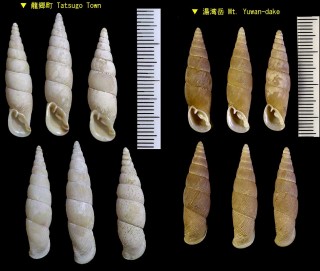 ヒルグチギセル 蛭口煙管 Luchuphaedusa nesiothauma small