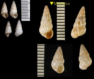 トウガタコマイマイ Cochlicella acuta small
