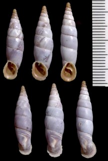 セチナギセル Medora almissana almissana small