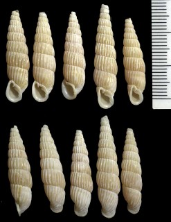 リュウキュウギセル Luchuphaedusa inclyta small