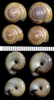 ウスグチベッコウの一種 Oxychilus deilus rumelicus small