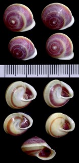 ジャマイカヤマキサゴの一種 Helicina variabilis small