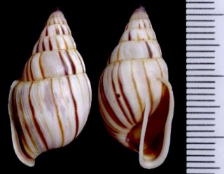 ピルスブリホソクチミミマイマイ Anctus laminiferus small