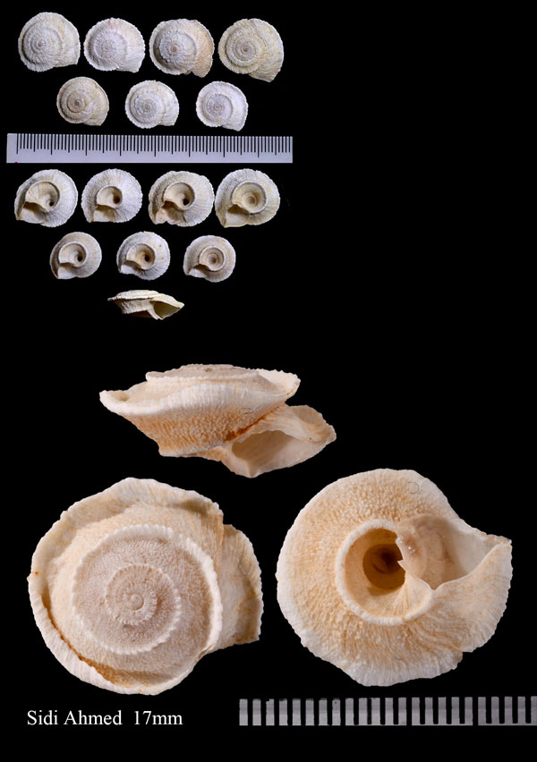 トルコマイマイ Xeroleuca turcica small