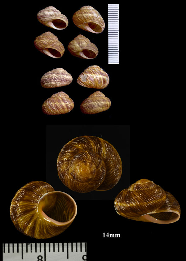 ポルトサントマイマイ Leptaxis nivosa small