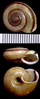 ホウジョウヒラバマイマイ Chilostoma faustinum small