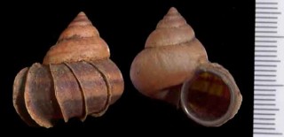 ヒダヤマタマキビ Acroptychia metableta small