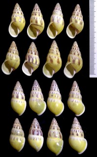 クマデマレーマイマイ Amphidromus furcillatus small