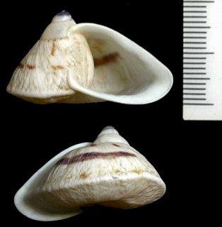 シンセイホカケマイマイ Cochlorina uranops small