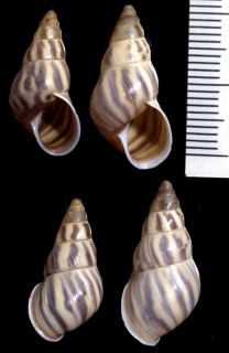 トウガタマイマイの一種 Leiostracus onager small