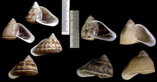 ソトヘリホカケマイマイ Cochlorina lateralis small