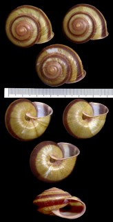 エラブマイマイ Nesiohelix irrediviva small
