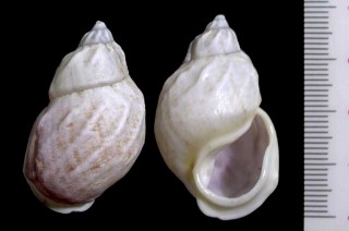 マレミミマイマイ Auris bilabiata egregia small