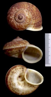 イナズマヤマタニシ Cyclophorus siamensis small