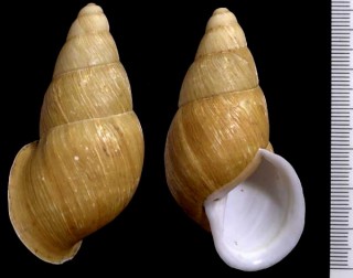 ヤセアントンタケノコマイマイ Chrysallis antonii macilenta small