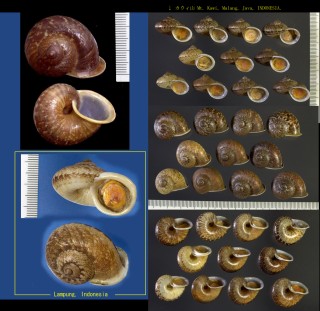 クスミヤマタニシ Cyclophorus perdix small