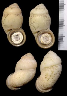 ゾウアズキガイ Pollicaria elephas small