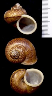 オオシマヤマタニシ Cyclophorus oshimanus small