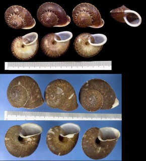 ボルネオヒラコマ (仮称) Cyclophorus perdix borneensis small