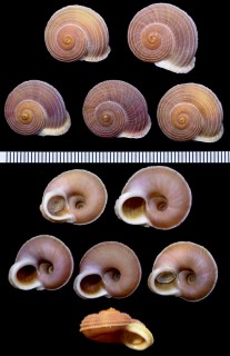 ディシェイスヤマタマキビ Tropidophora deshayesiana small