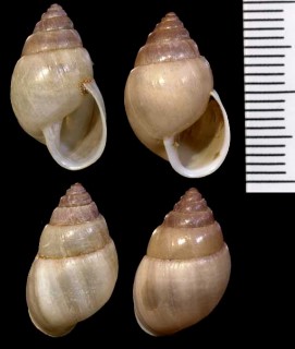 ブリストルトウガタマイマイの一種 Rhinus suturalis small