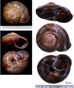 クロマイマイ Euhadra tokarainsula small