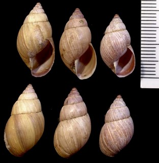 ガダルーペトウガタマイマイの仲間 未詳 Bulimulus sp. small