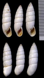 シマキセルモドキの一種02 Zebrina varnensis small