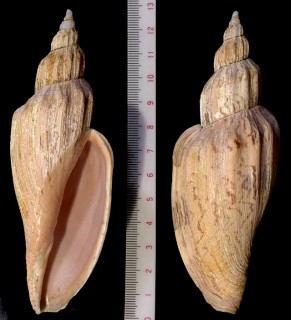 アカネヒタチオビ Fulgoraria concinna rosea small