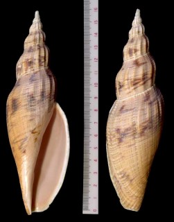 シマヒタチオビ Fulgoraria daviesi small