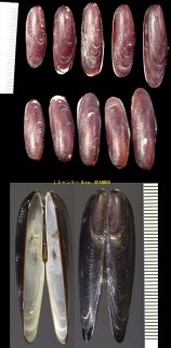 クロシギノハシ Lithophaga teres small