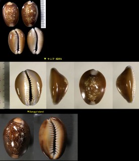 ナガハナマルユキ Erosaria caputserpentis kenyonae small