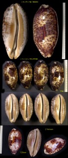 ムラクモダカラ 叢雲宝 Chelycypraea testudinaria small