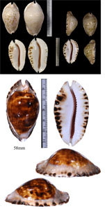 ナミヘルメットダカラ Zoila marginata consueta small