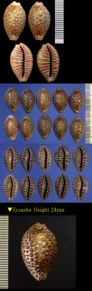 キノコダマ Jenneria pustulata small
