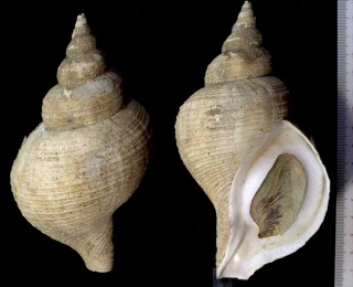 マルエゾボラ 丸蝦夷法螺 Neptunea amianta small