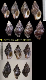 ホラダマシの一種　西アフリカ Cantharus viverratus small