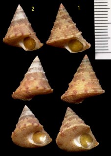 グビオールエビス Calliostoma gubbiolii small