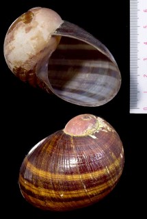 ヤッコマイマイ Helicophanta magnifica small