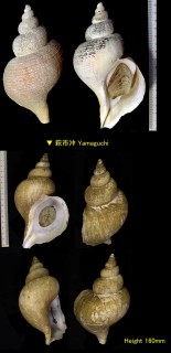 チヂミエゾボラ Neptunea constricta small