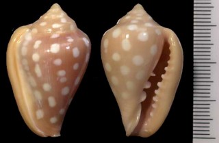 アラレヘリトリ(カノコヘリトリ) Marginella goodalli small
